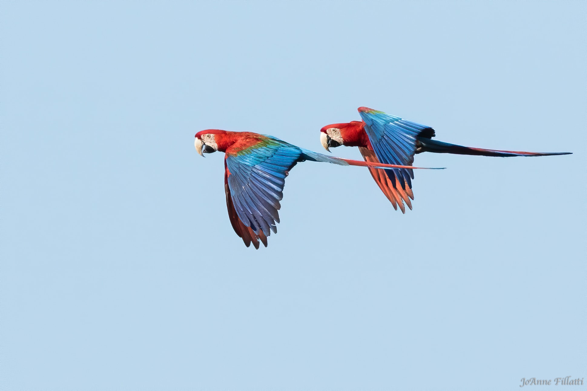 bird of brazil image 17